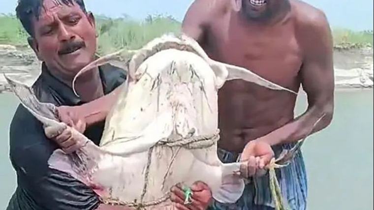 Video / Misterija nakon poplava u Nepalu: Ribe „monstrumi“ preplavile rijeke
